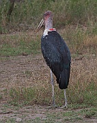 Marabou stork (leptoptilos crumeniferus)  Serengeti